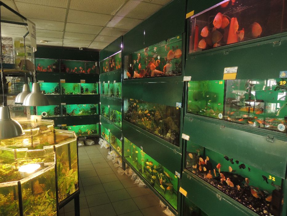 Pyszczak pseudotropheus crabro szerszeń