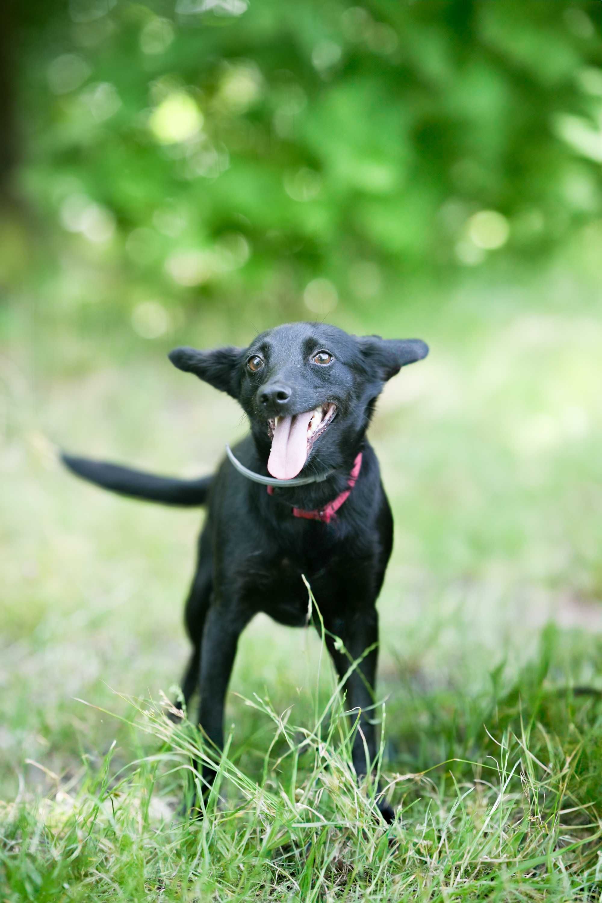 Werka - czarna, spokojna suczka do adopcji!