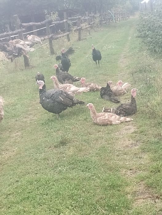 Indyki indory  z kwietnia