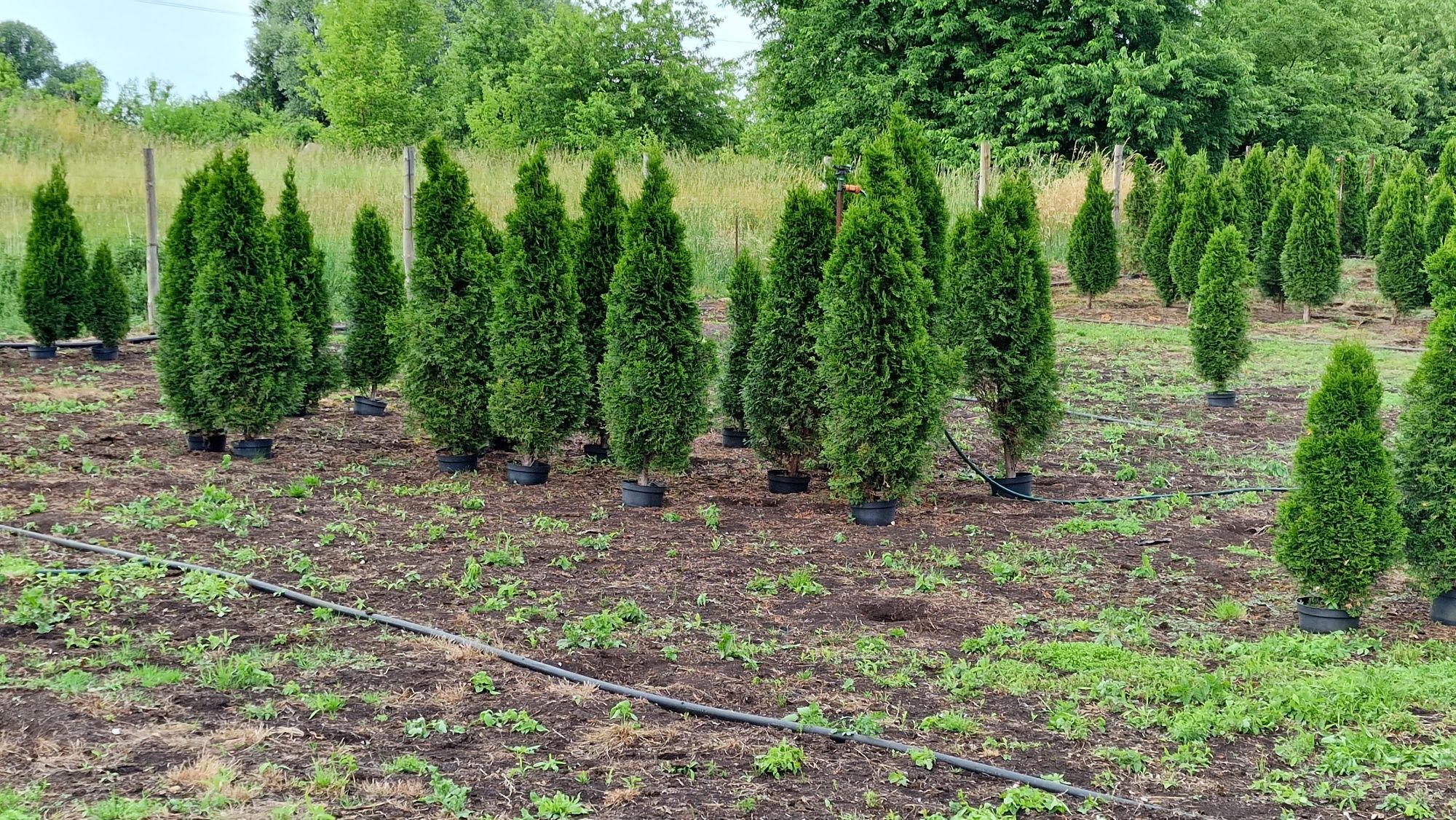 Thuja Smaragd Tuja Szmaragd 180/220