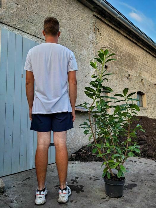 Promocja! Laurowiśnia wschodnia Novita 120cm! DARMOWA DOSTAWA!!!