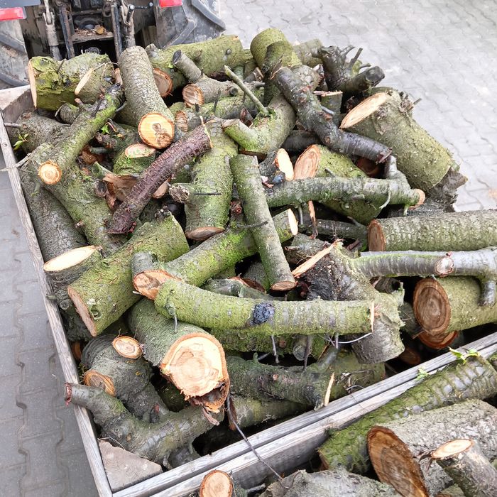 Drzewo wiśniowe -- świeże, do wędzenia