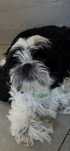 Rezerwacja szczeniak Shihtzu bialo czrny