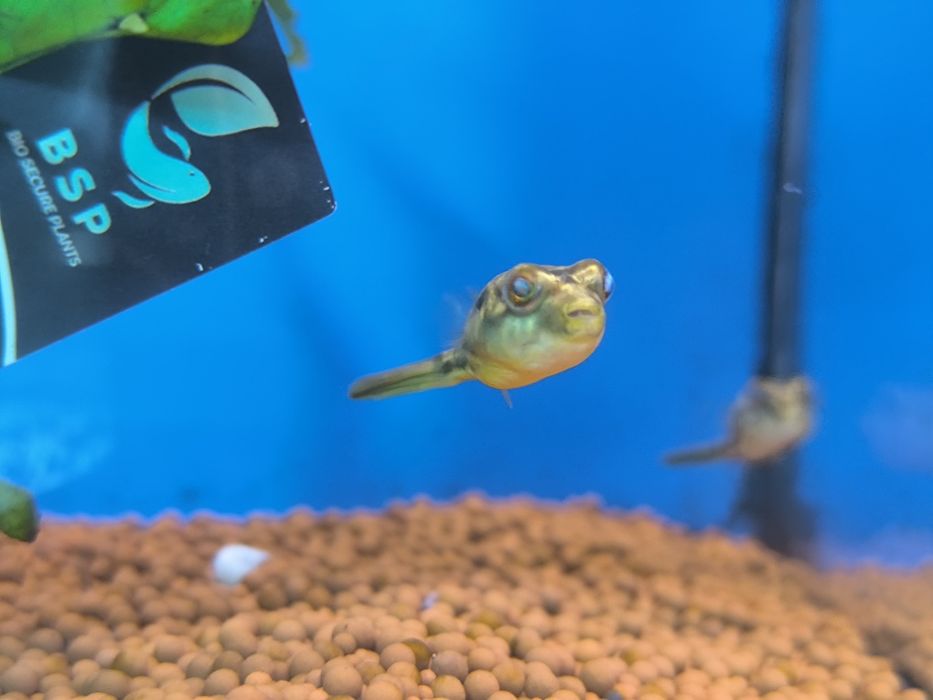 Baiacu Lineatus (Tetraodon Fahaka)