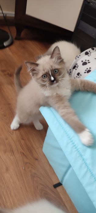 Ragdoll Cherubin Mink rodowód TICA