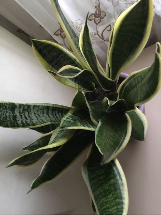 Сансевієрія молодий кущ