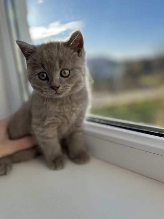 Котик породи Британець