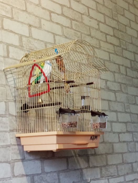 Клетка продам не дорого