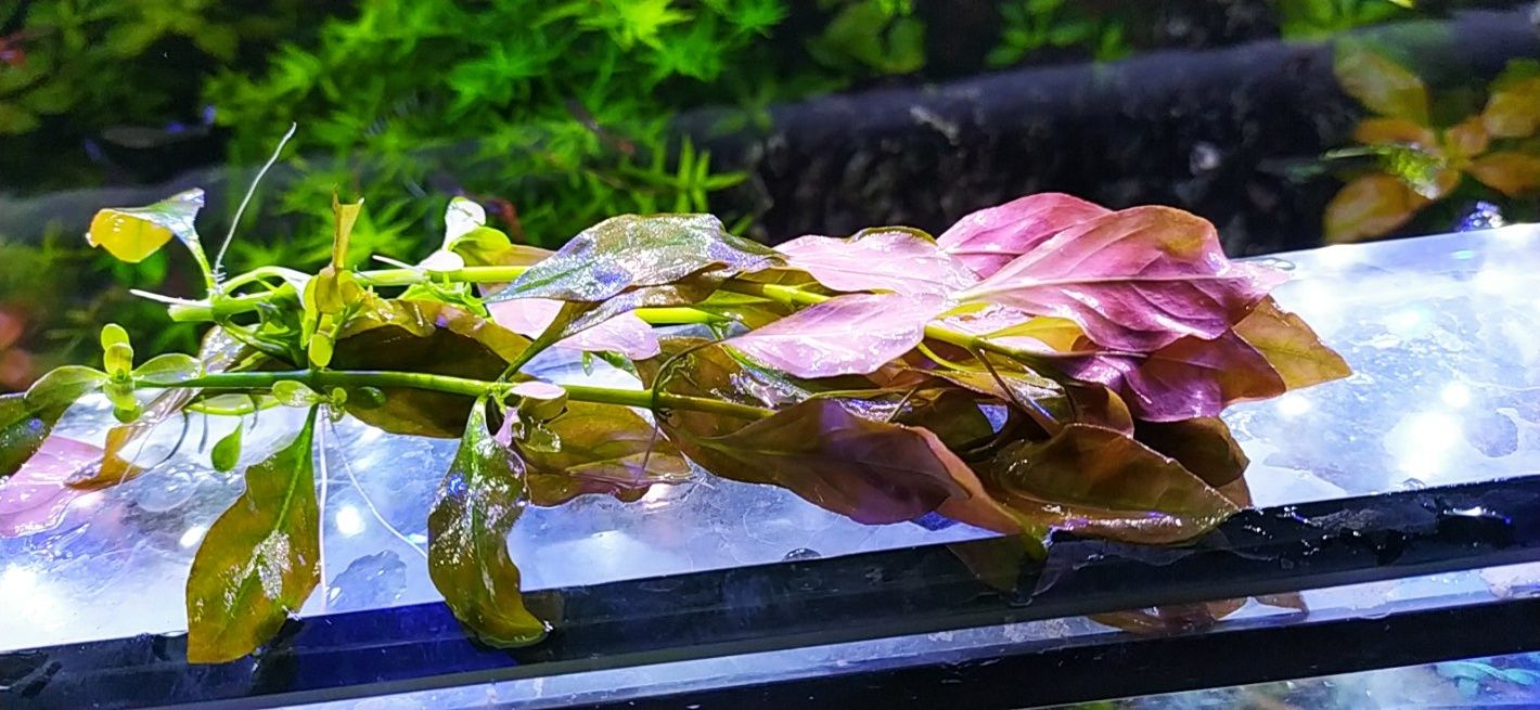 Roślina akwariowa-Ludwigia Repens Mesakana