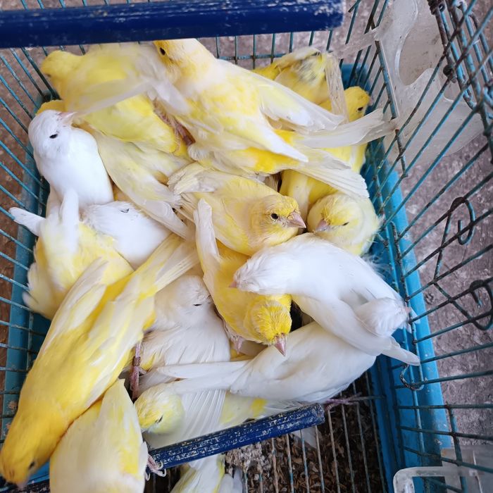 Vendo canários criados em viveiro