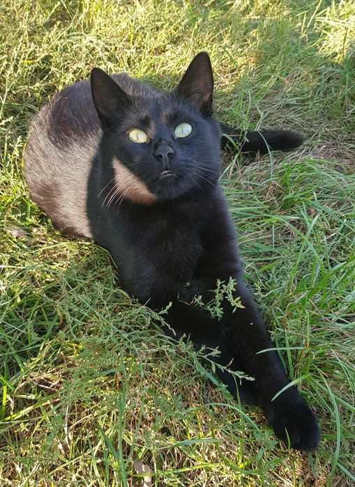 Onyx kocurek do adopcji