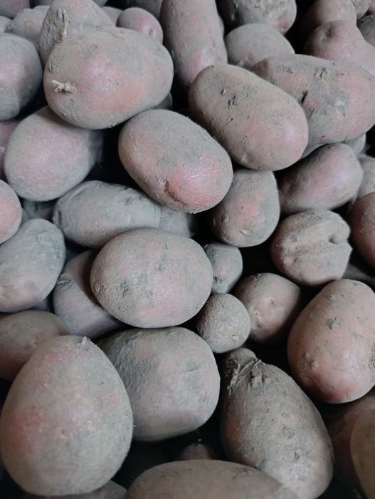 Ziemniaki Baltic Rose