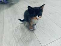 Кошенята в добрі руки