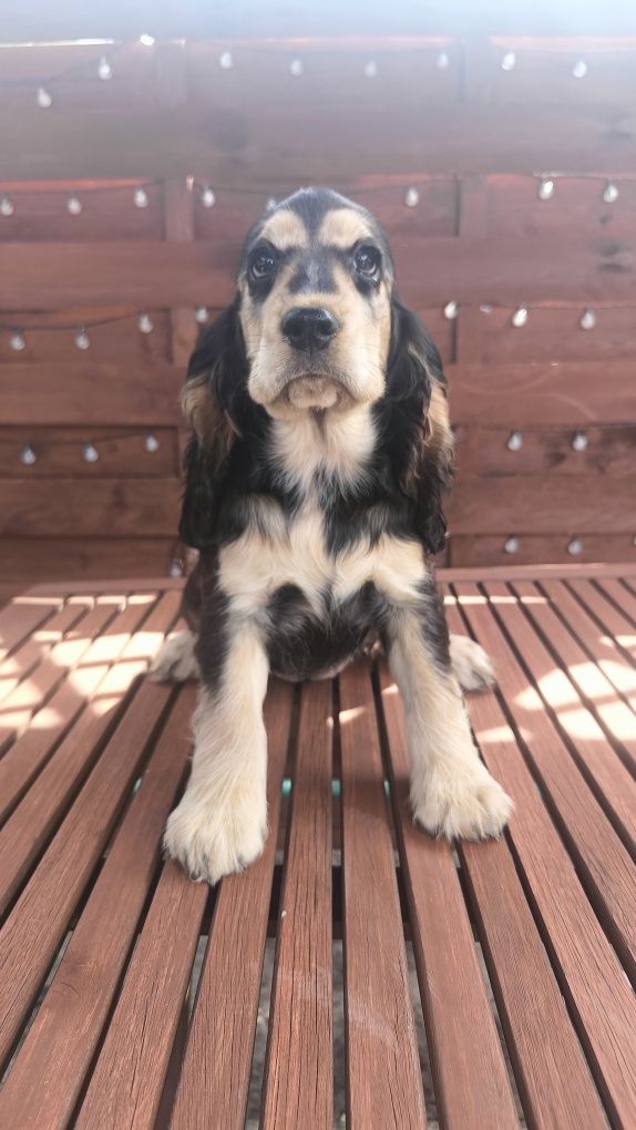 Cocker spaniel angielski