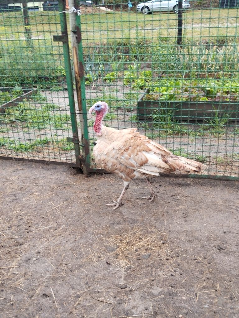 Indor i dwie indyki