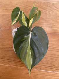 Philodendron cream splash