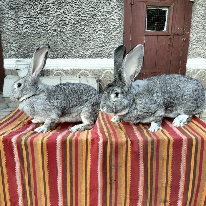 Кролики різних порід