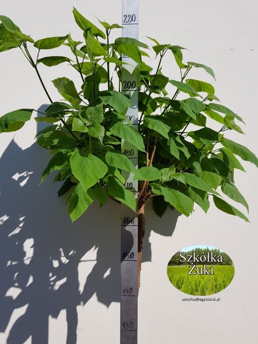 Catalpa bignonioides 'Nana' surmia bignoniowa 'Nana'