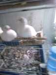 Vendo 2 Rolas Casal