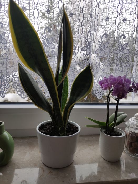 Śliczna sansewiera 30 cm