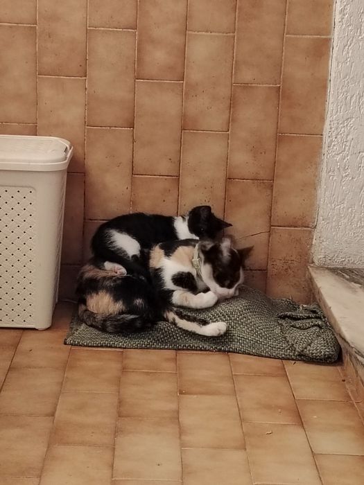 Adoção responsável duas gatinhas mãe e filha