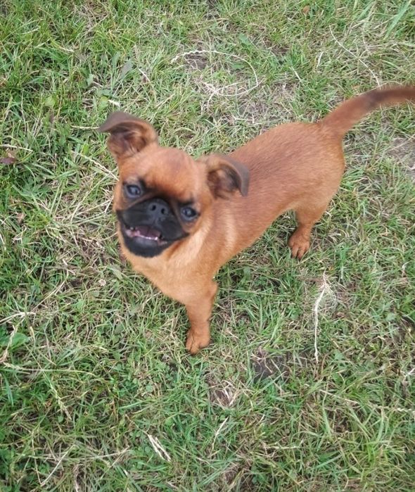 Підрощені хлопчик і дівчинка брабансон, грифон