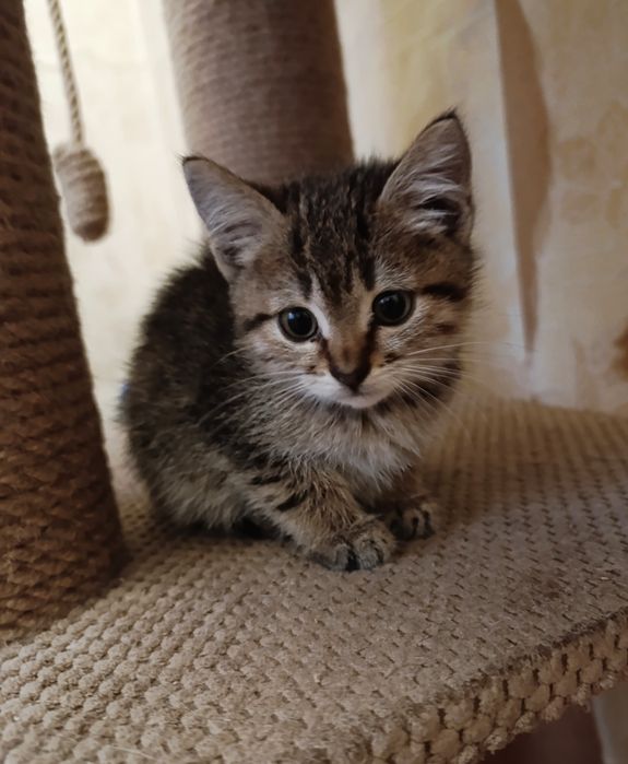 Отдам котёнка-девочку