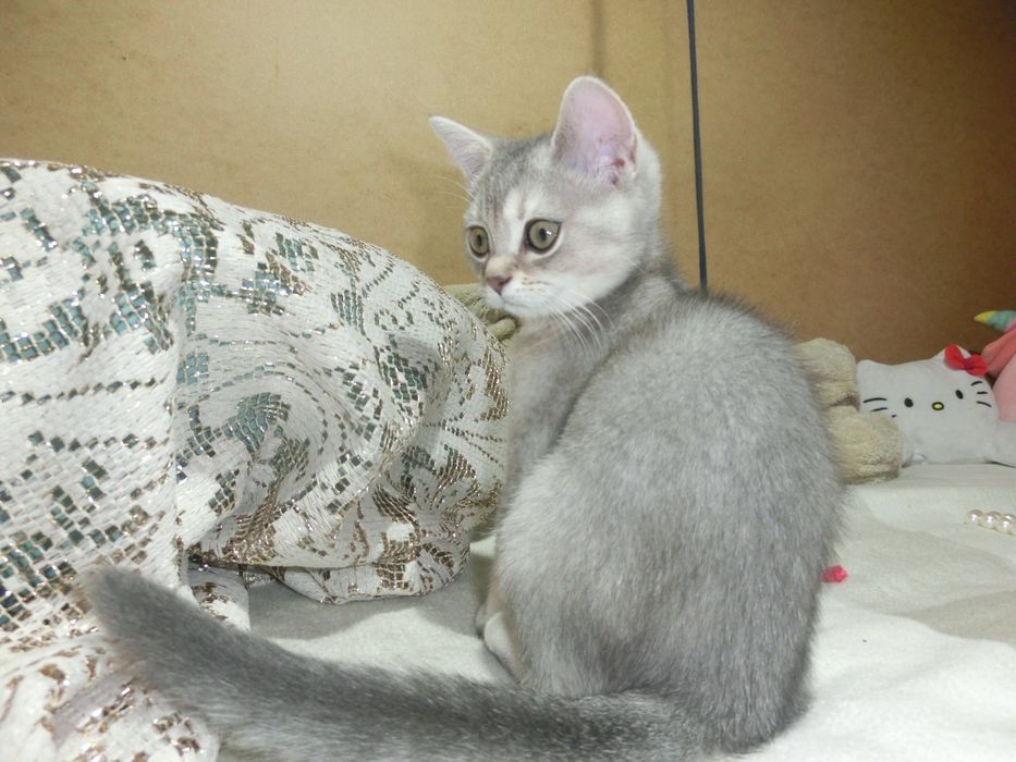 Шотландська срібна шиншила дівчинка