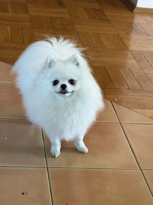 Вязка померанського шпіца