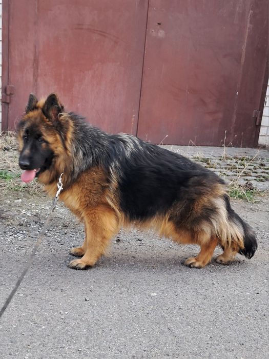 Высокопороднная длинношерстная девочка  8м