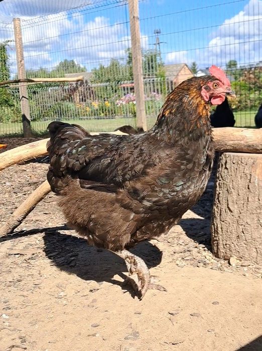 Silki, Australorp, Karzełek kochin