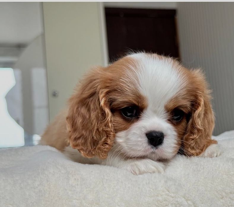 Кавалер Кинг Чарльз спаниель