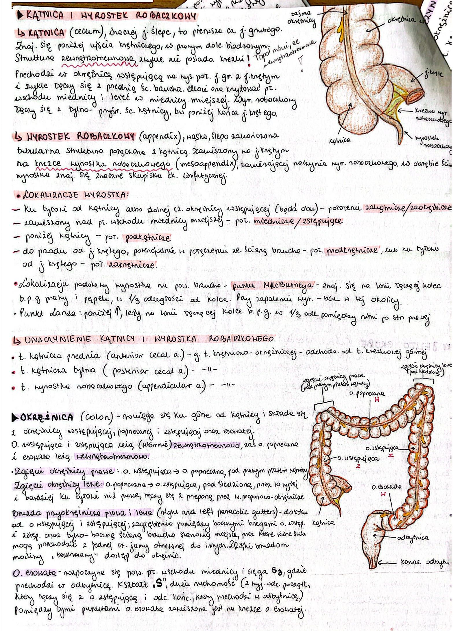 Anatomia Notatki