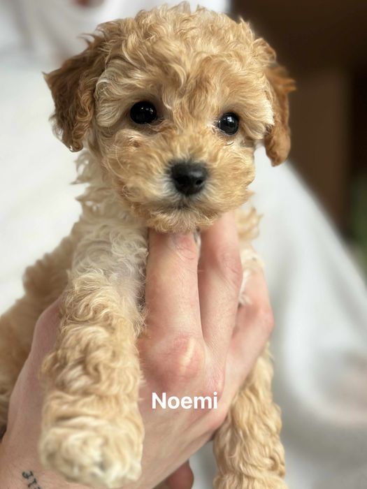 Bichpoo f1B Maltipoo Pudel Frispoo Bichon