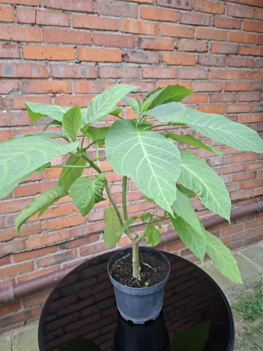 Datura, bieluń, anielskie trąby