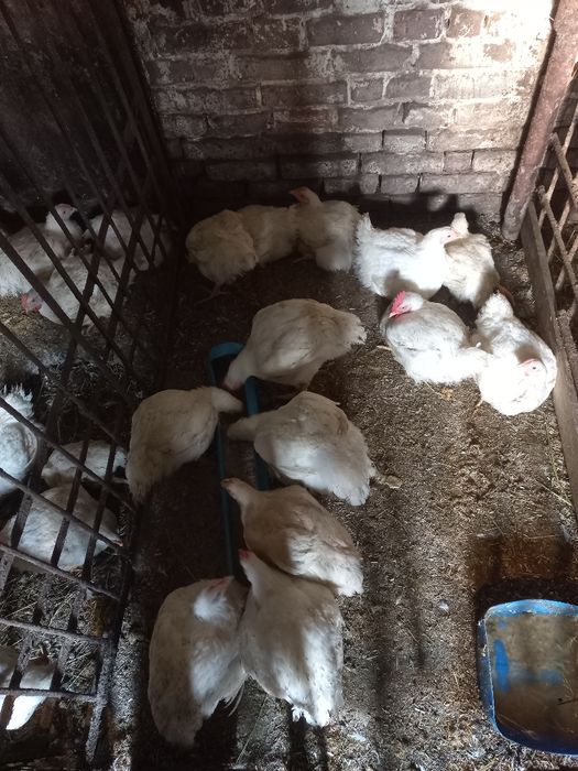 Бройлер живою вагою