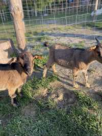 Kózki miniaturki (karłowate) kozy z kolczykami