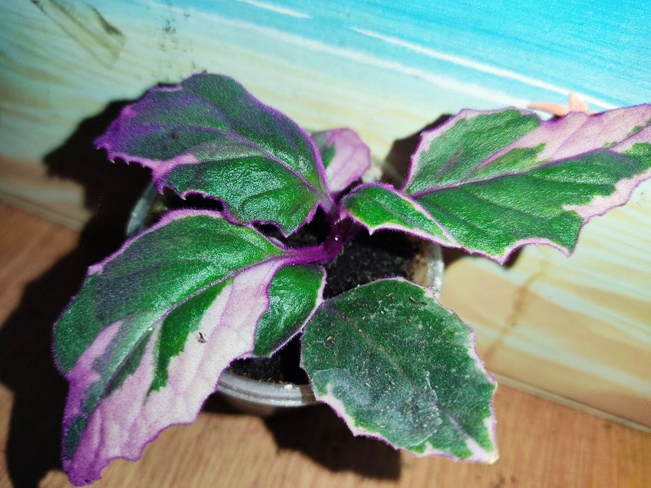 Генура варієгатна, есхінантус, цисус, маранта