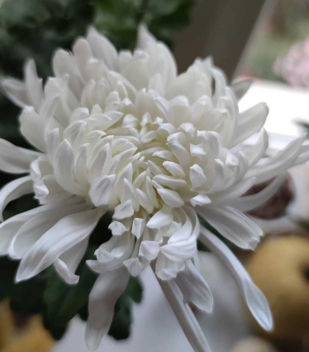 Саджанець білої великоквіткової хризантеми
