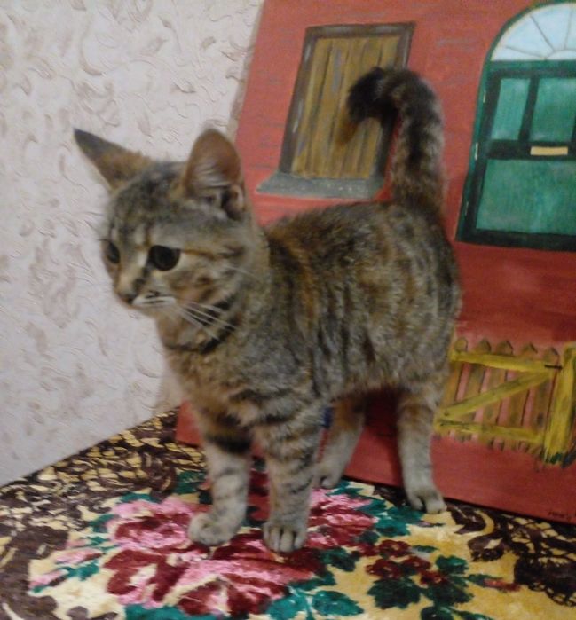 Кошенята в добрі руки