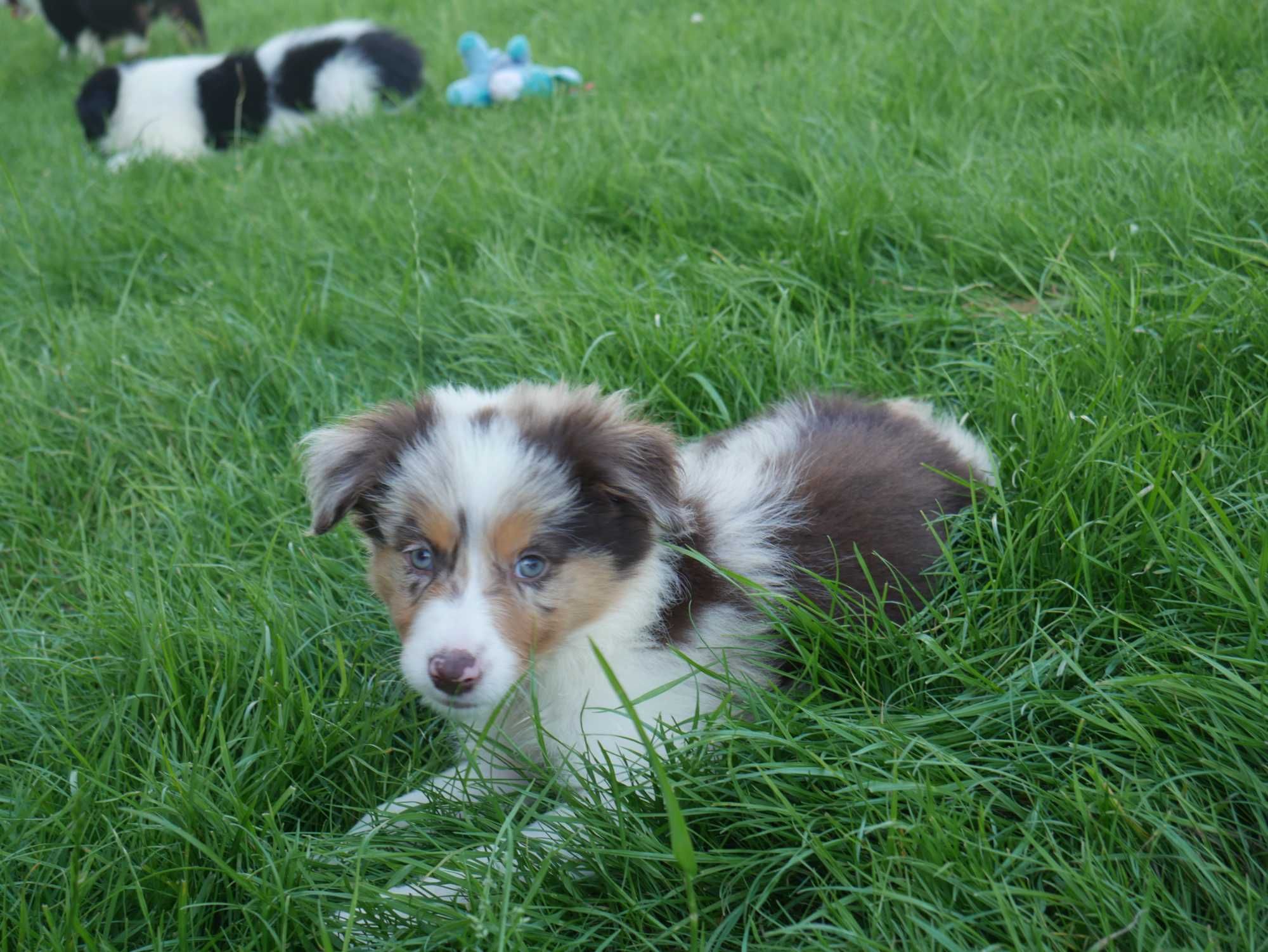 Border collie -  Merle Tri Color