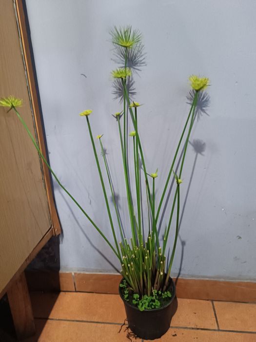 Sara papirus doniczka 13 cm