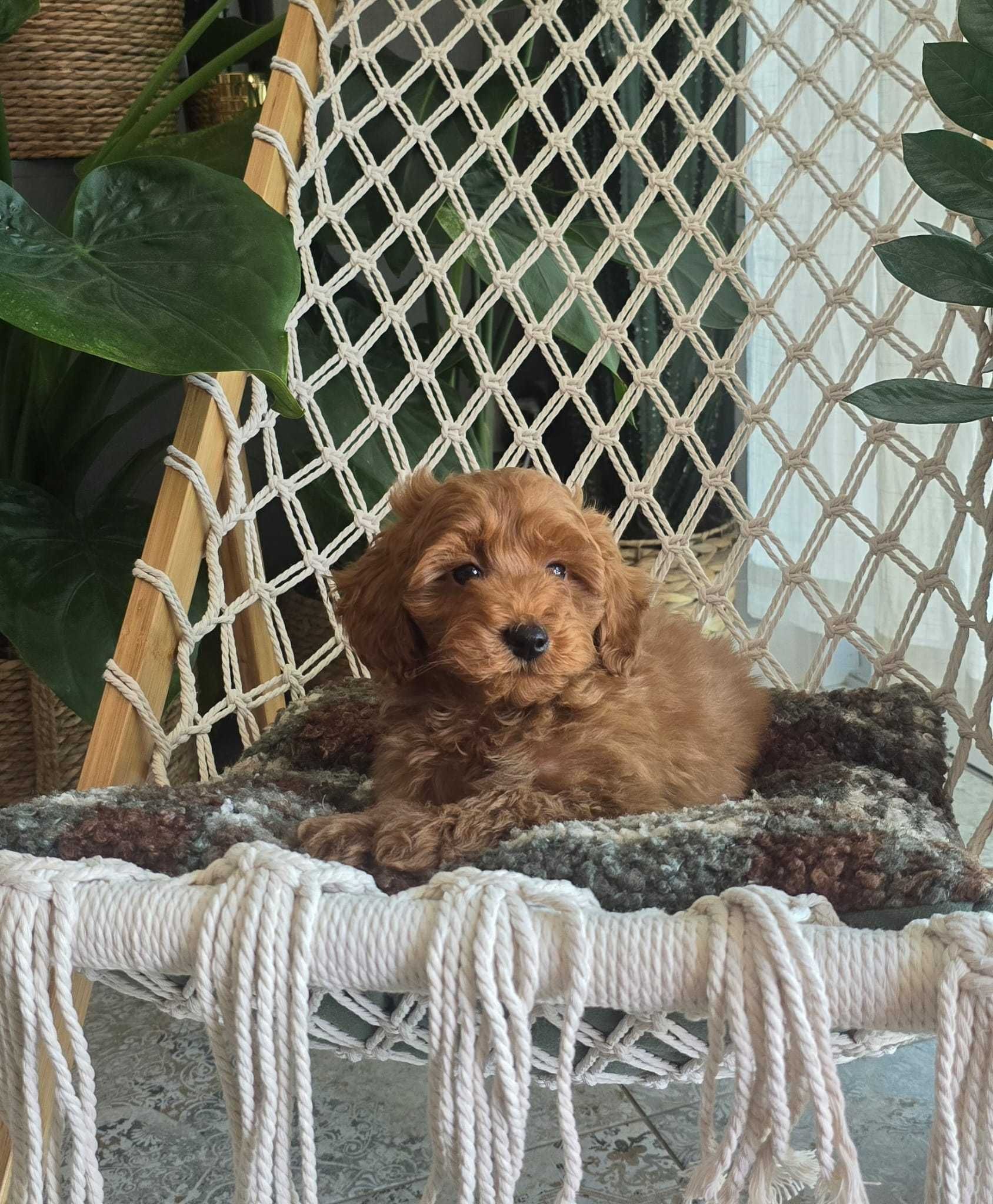 Maltipoo chłopiec