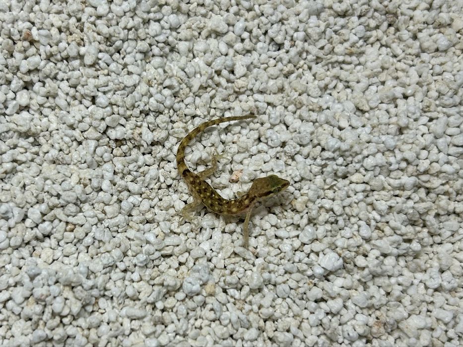 Tropiocolotes steudneri Gekon pigmejski