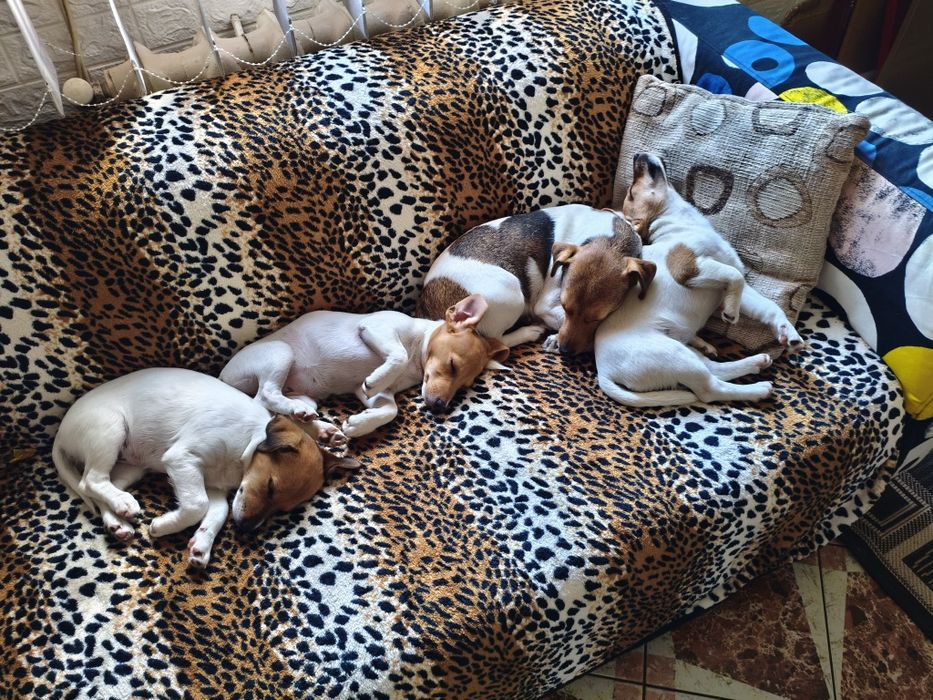 Джек-рассел-тер'єр