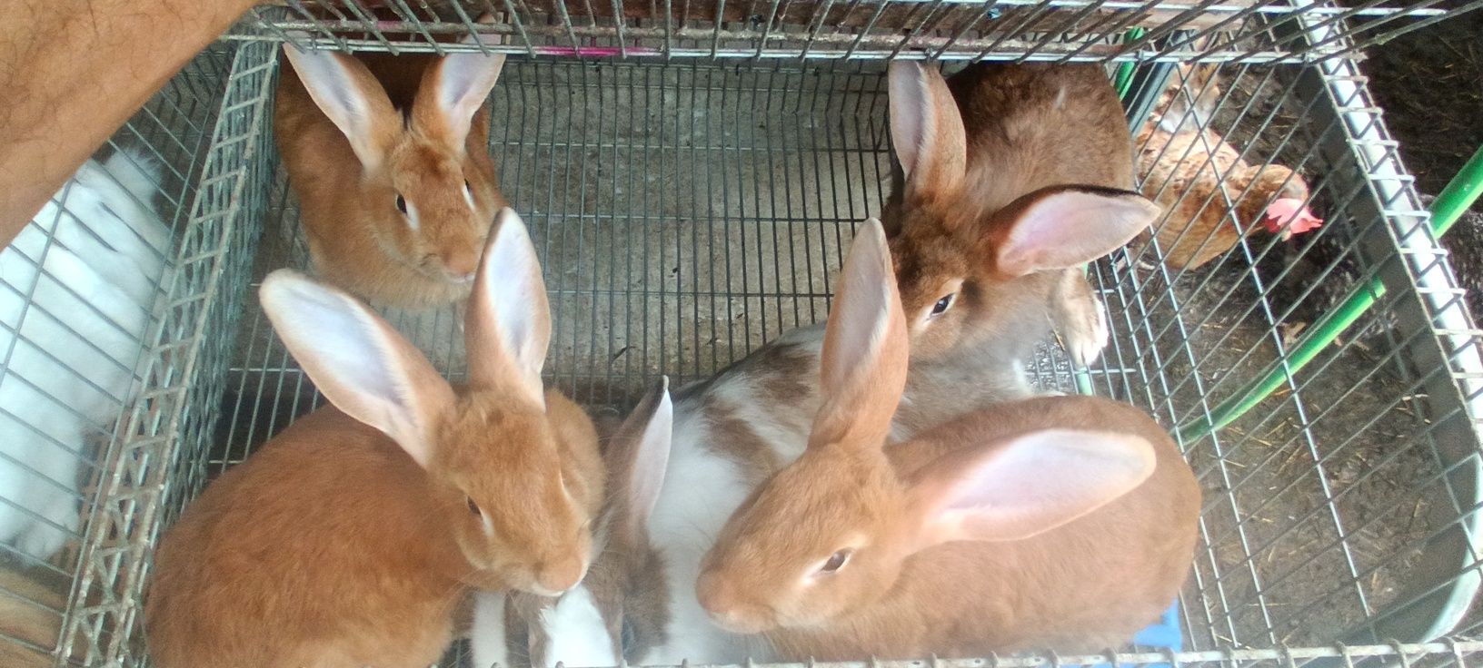 Coelhos para cria, recria, abates e abatidos.