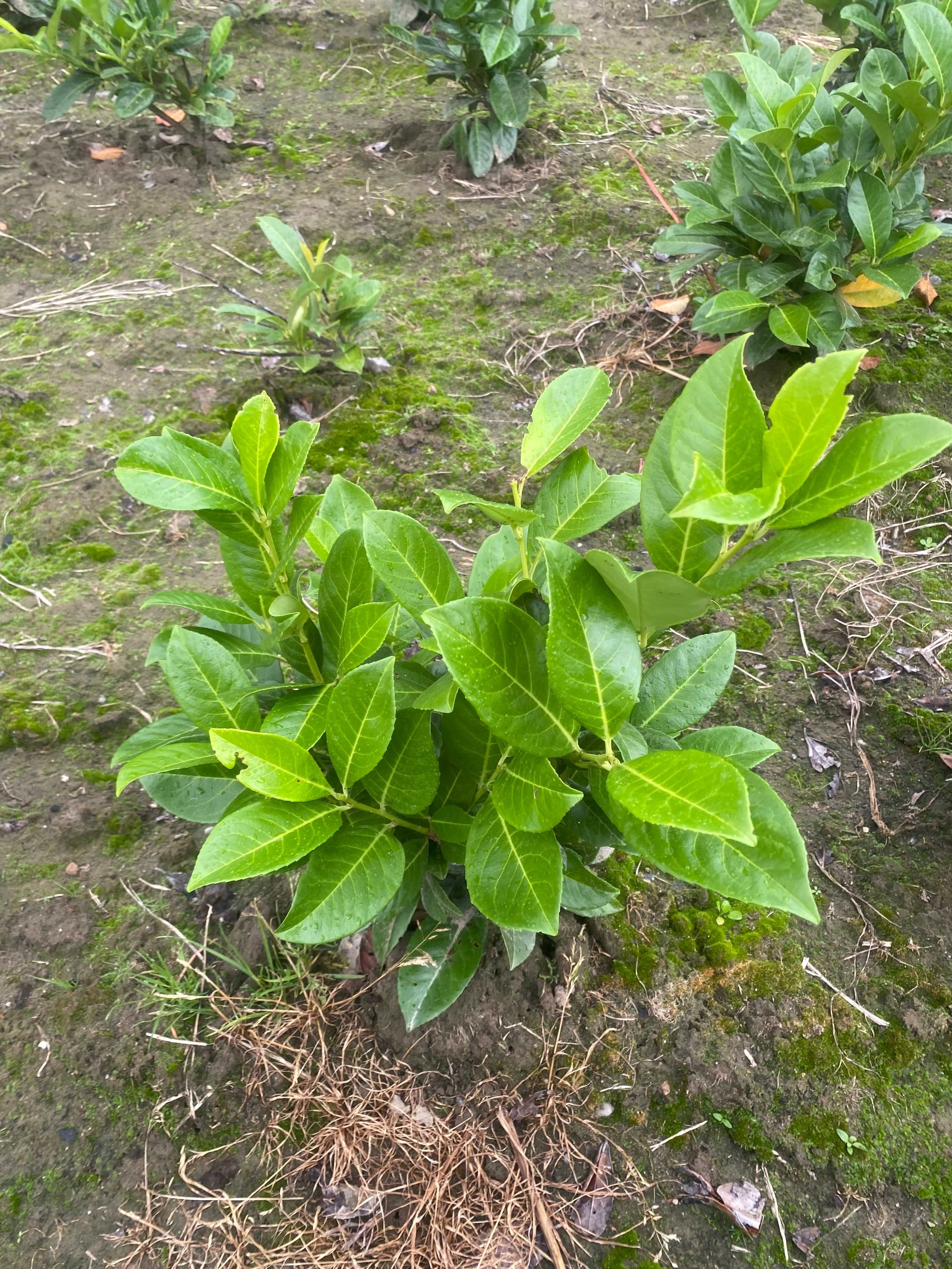 Prunus! Laurowiśnia wschodnia! 200cm! Caucasica! Rotundifolia! Novita!