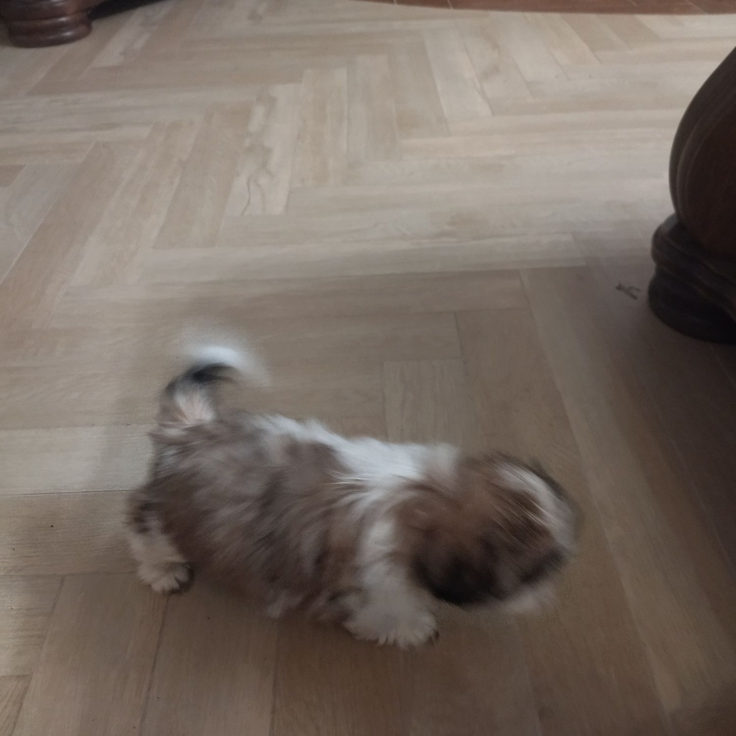 Shih tzu szczeniak