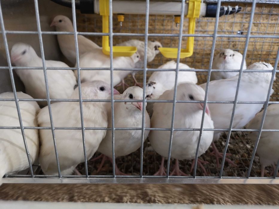 Koguty przepiórki japońskie brojlery