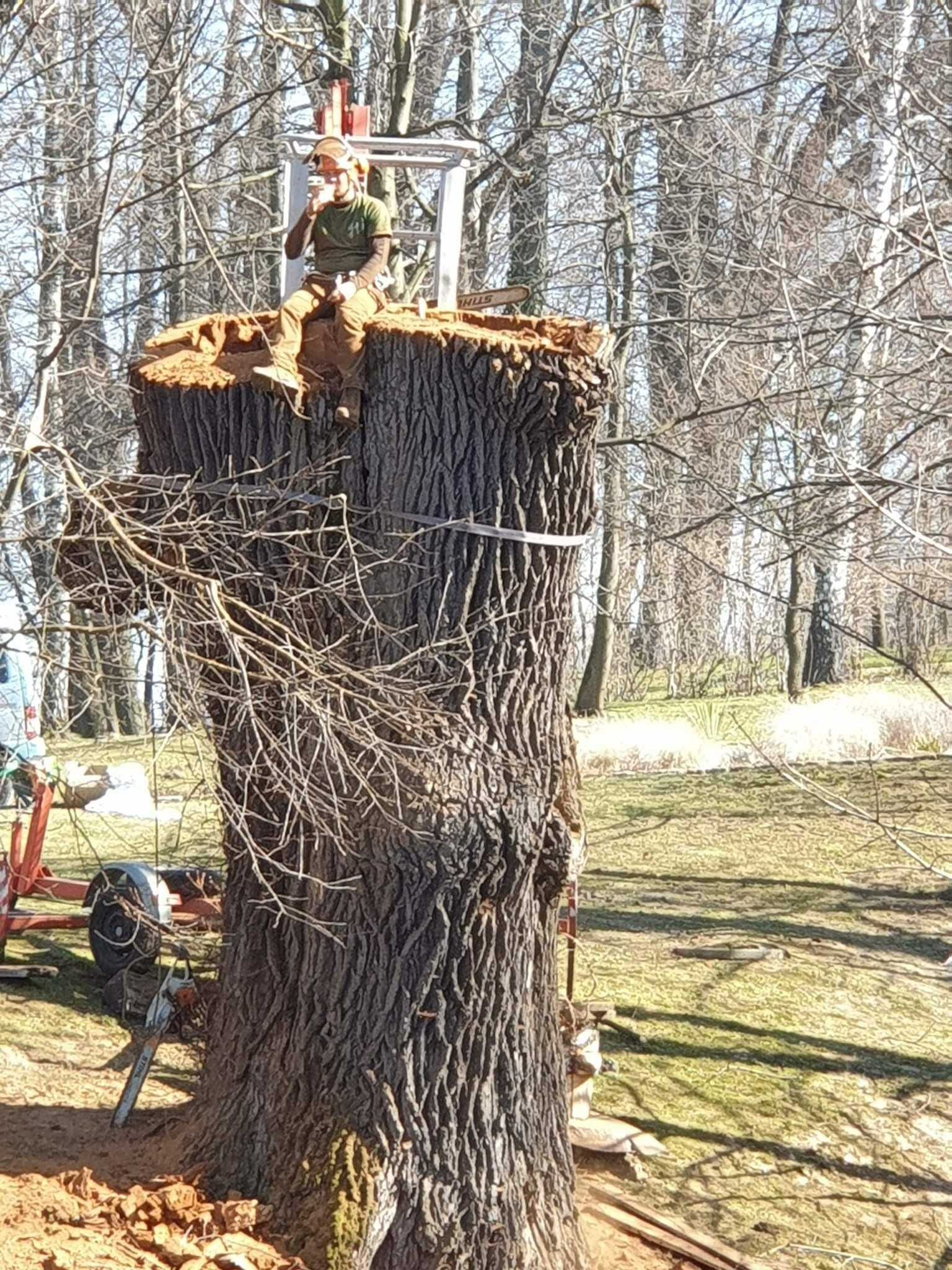 Wycinka i pielęgnacja drzew, frezowanie pni, usługi rębakiem - Mielec